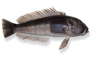 image of a blue cod fish