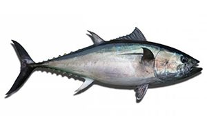 image of a bluefin tuna fish