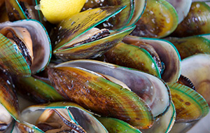 image of a green lip mussels