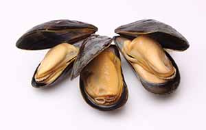 image of holland mussel