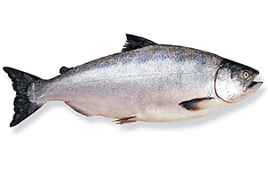 image of a king salmon fish