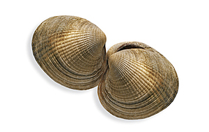 image of a little neck clams