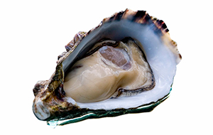 image of coffin bay oyster