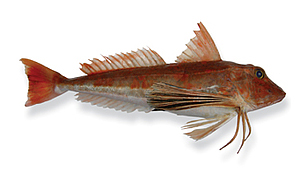 image of a red gurnard fish