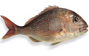 image of a red snapper fish